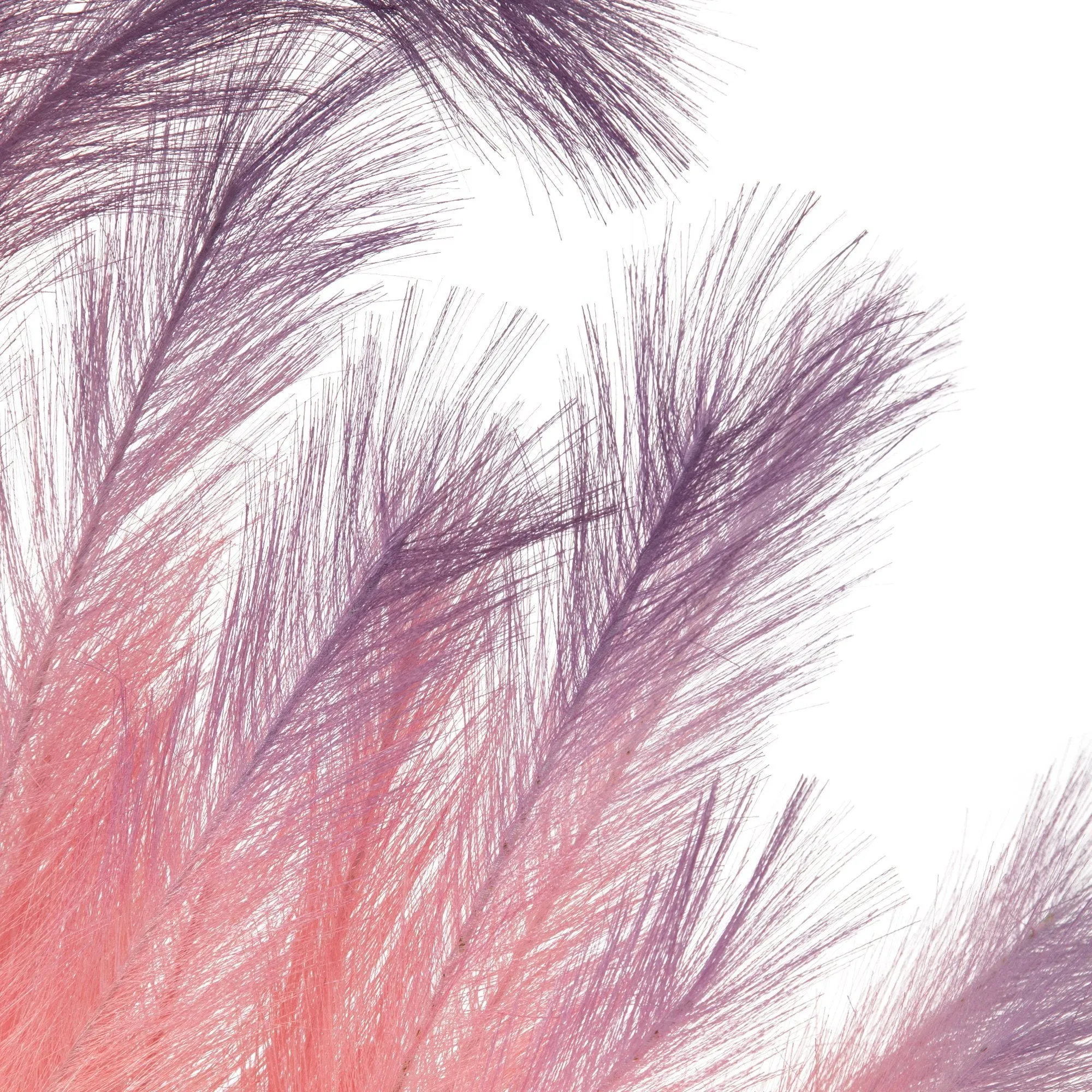 Art Plants Pampas Pink  X Purple