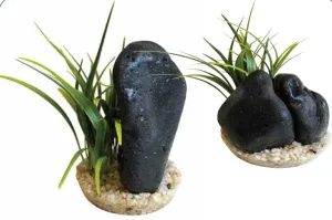 BLACK MAGMA PLANTS