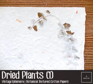 Dried Flower Plants | Scrapbooking Paper
