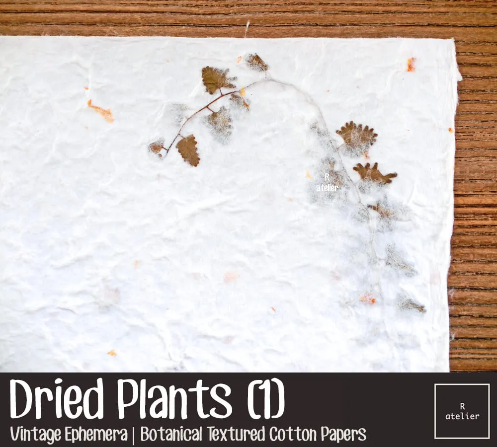 Dried Flower Plants | Scrapbooking Paper