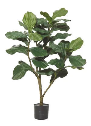FIDDLE TREE · LARGE LEAF