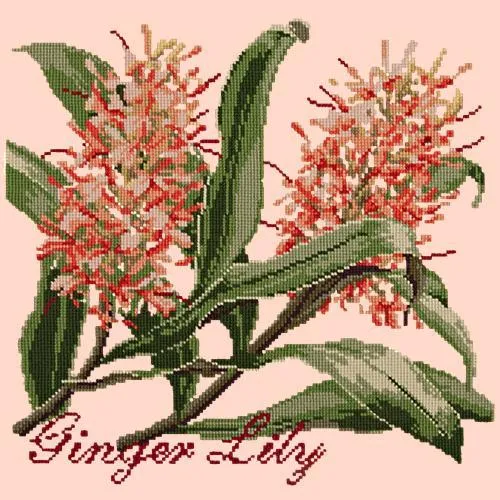 Ginger Lily
