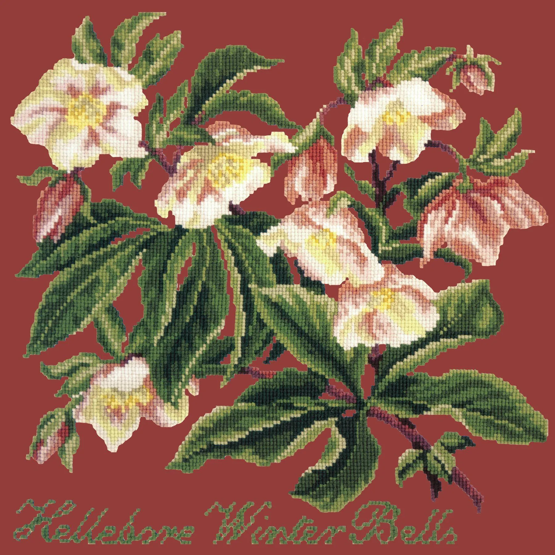 Hellebore Winter Bells