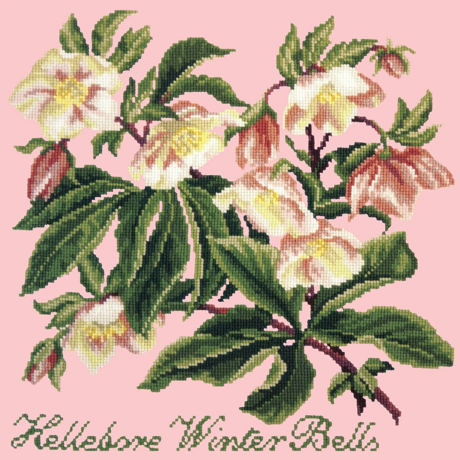 Hellebore Winter Bells