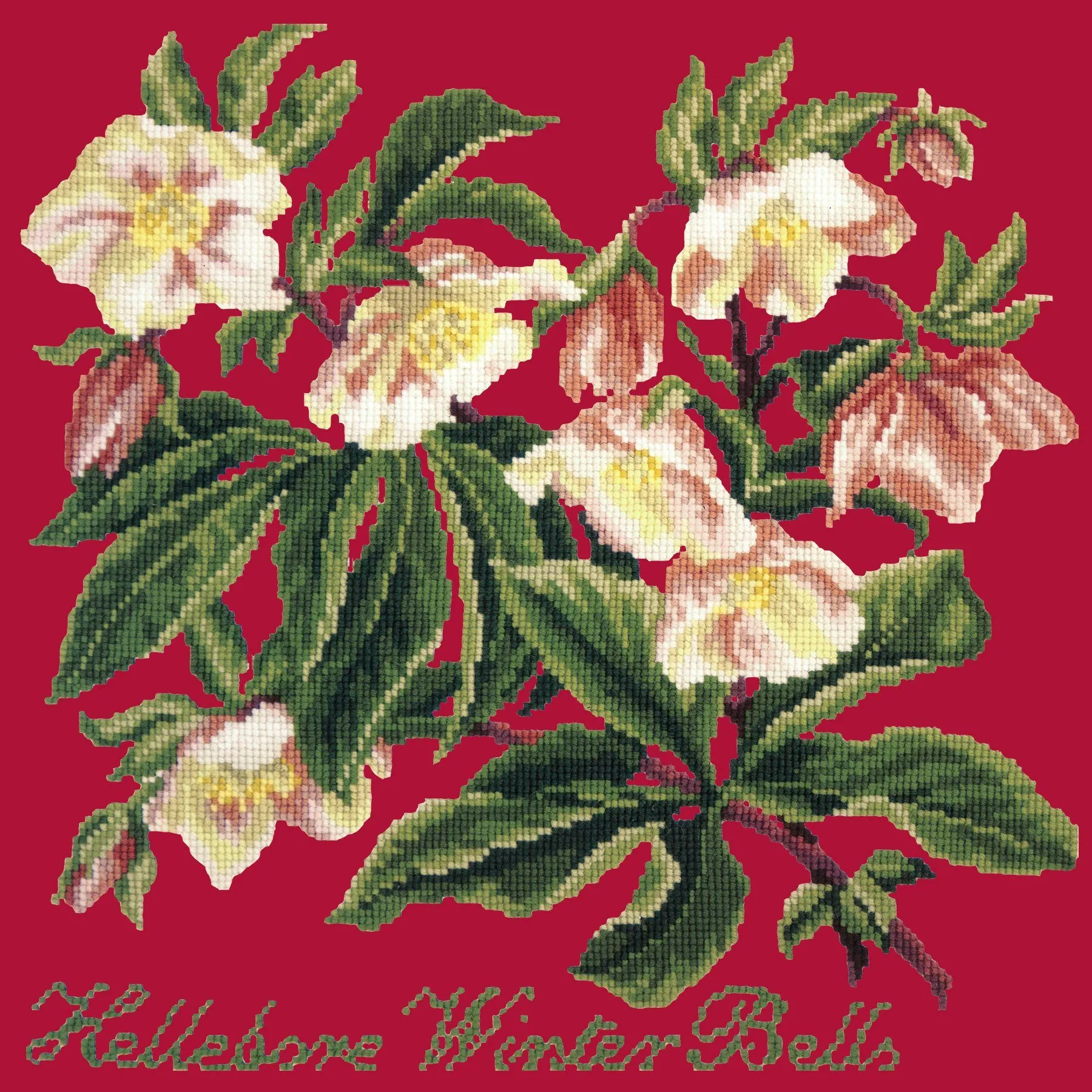 Hellebore Winter Bells