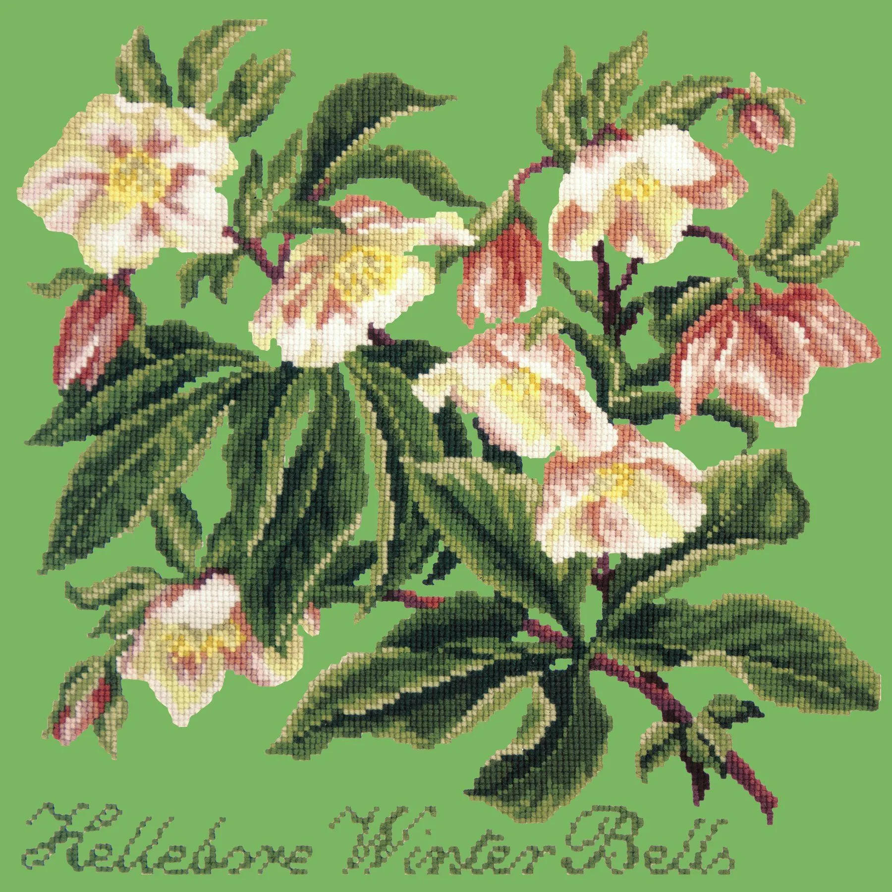 Hellebore Winter Bells
