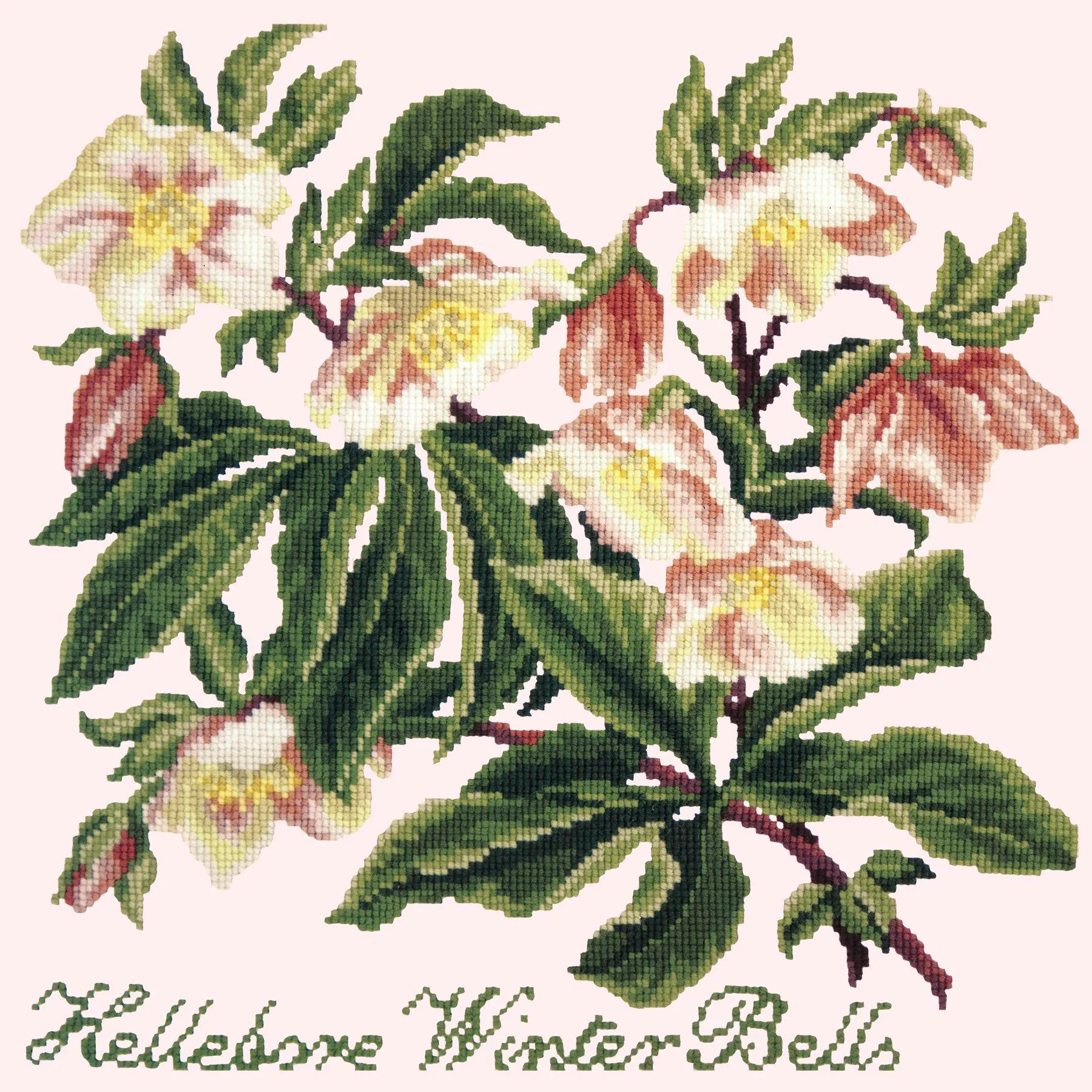 Hellebore Winter Bells
