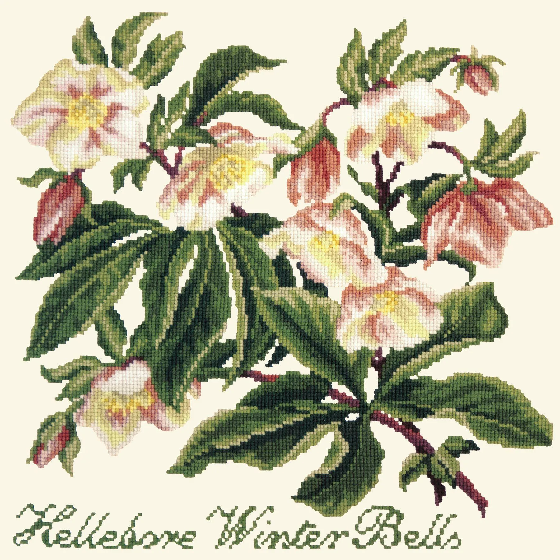 Hellebore Winter Bells