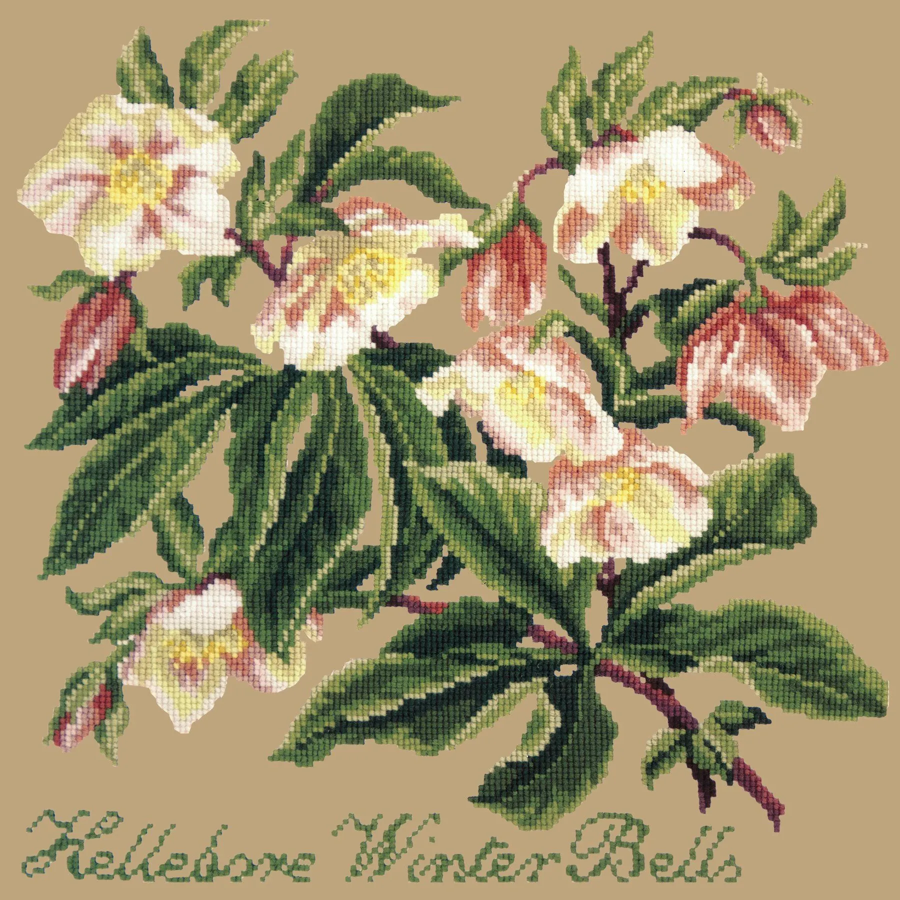 Hellebore Winter Bells