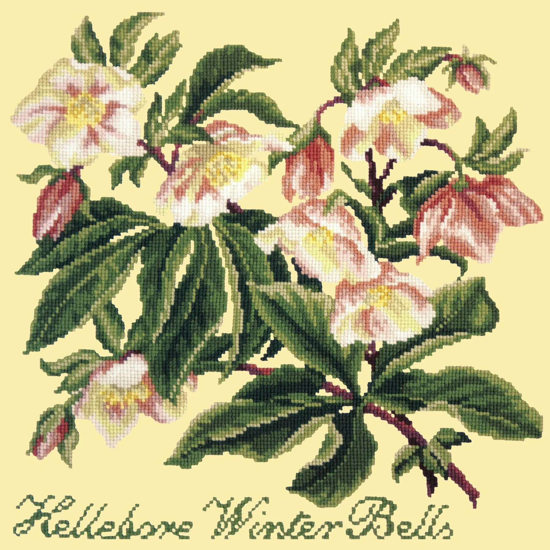 Hellebore Winter Bells