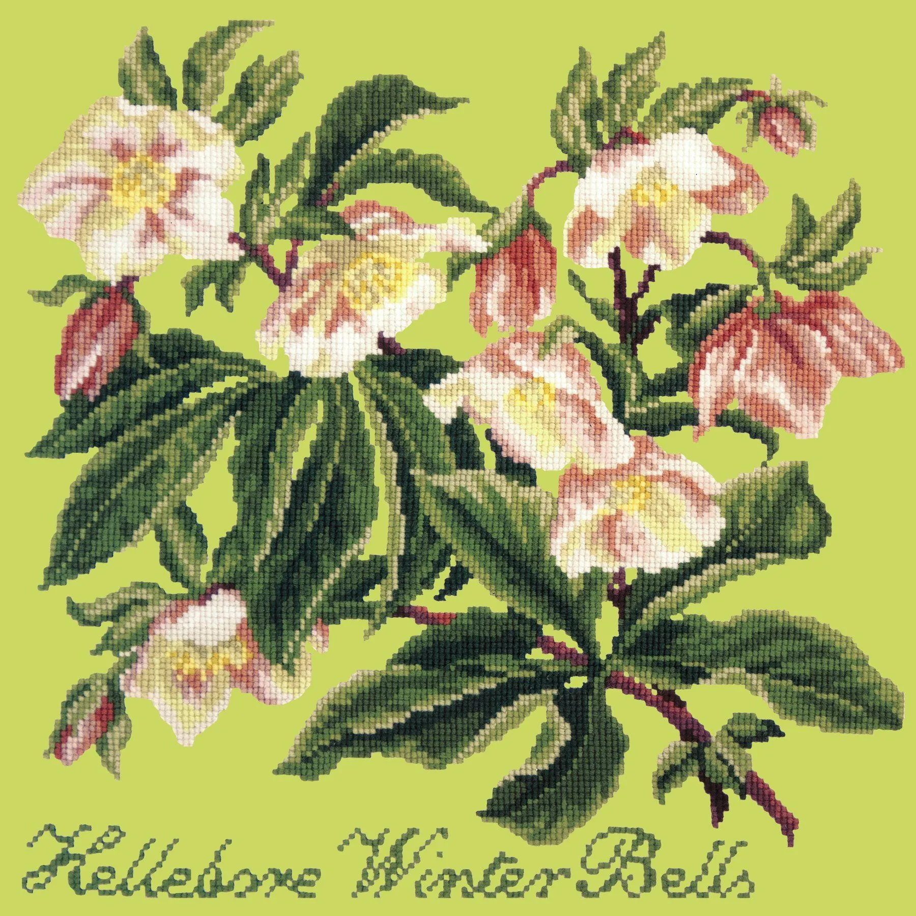 Hellebore Winter Bells