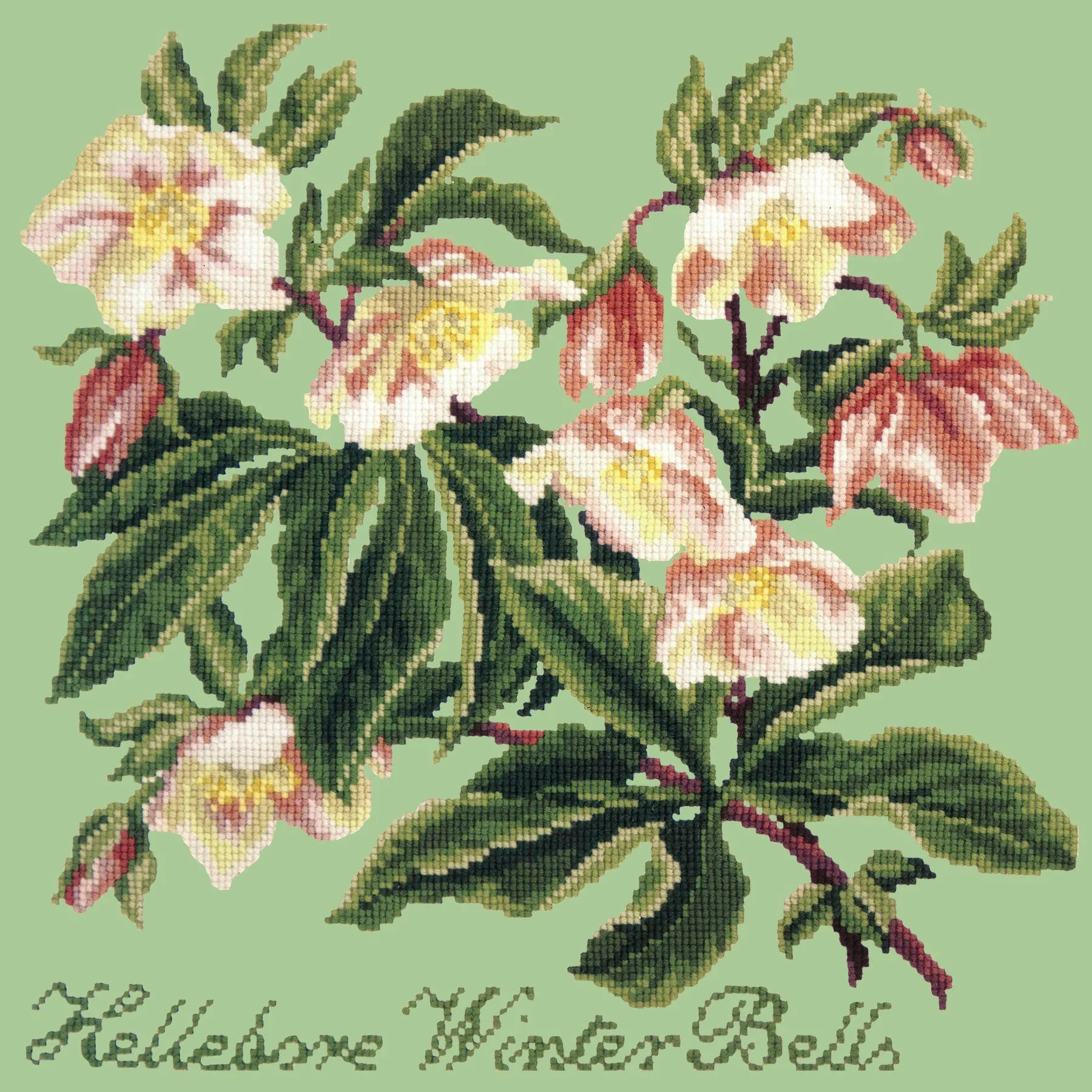Hellebore Winter Bells