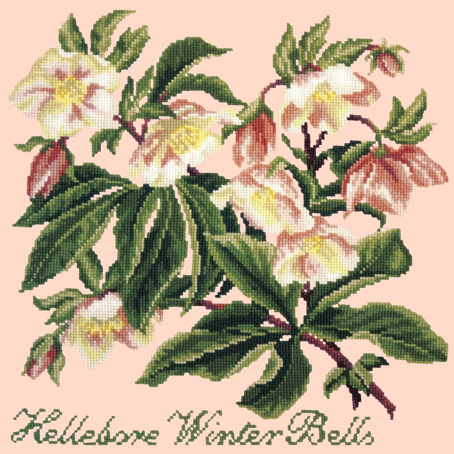 Hellebore Winter Bells