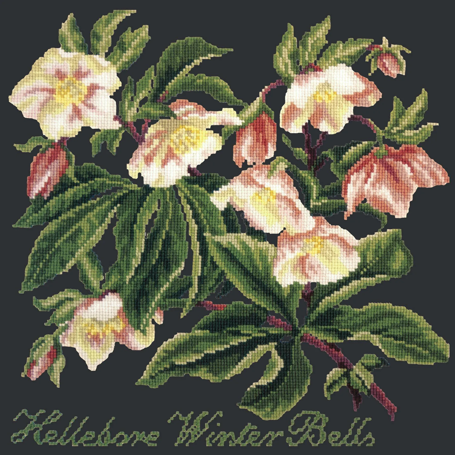 Hellebore Winter Bells