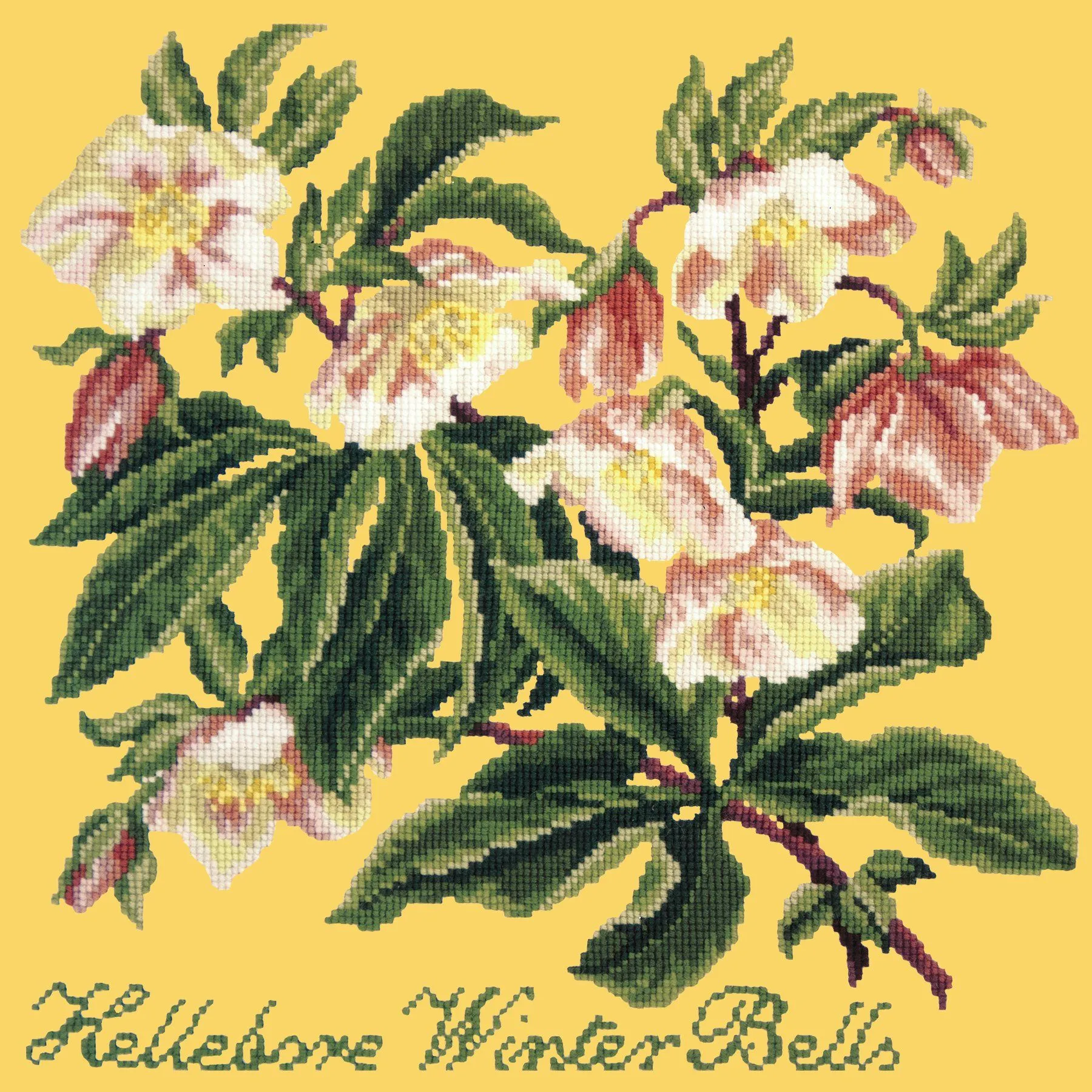 Hellebore Winter Bells