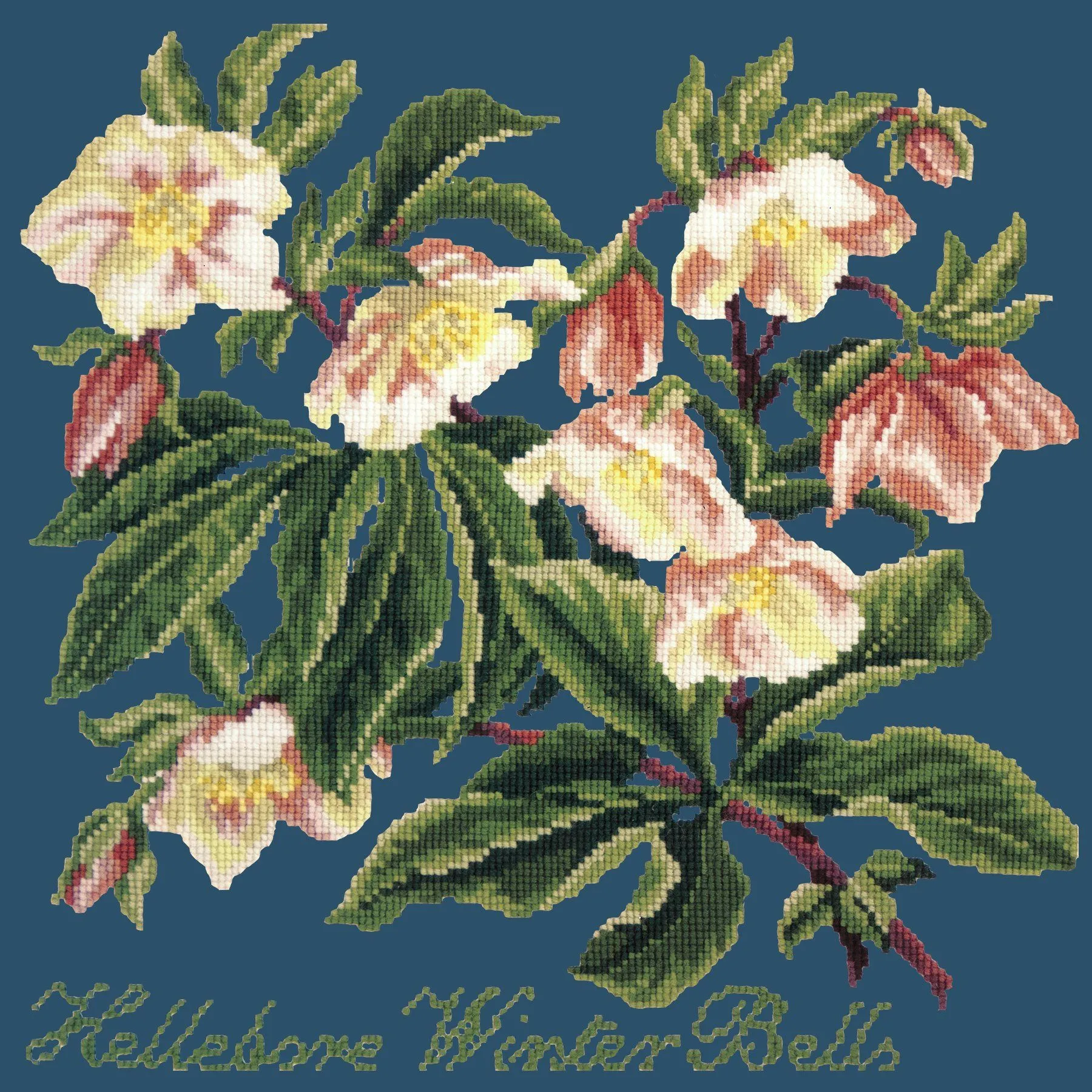 Hellebore Winter Bells