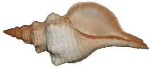 PEARL HORSE CONCH SHELL
