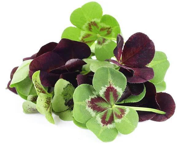 Petite® Lucky Shamrock Mix™