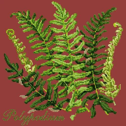 Polypodium