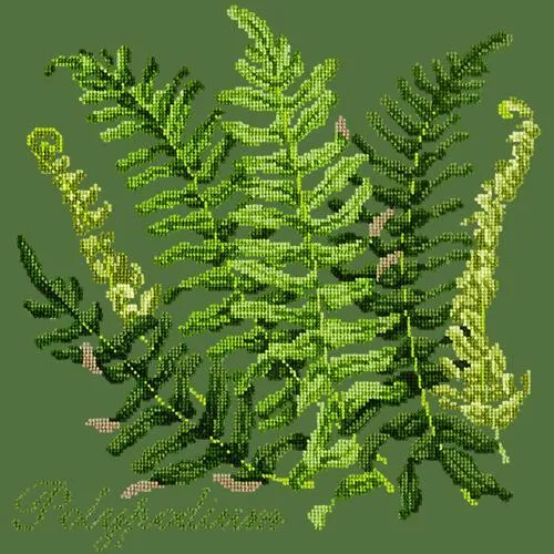 Polypodium