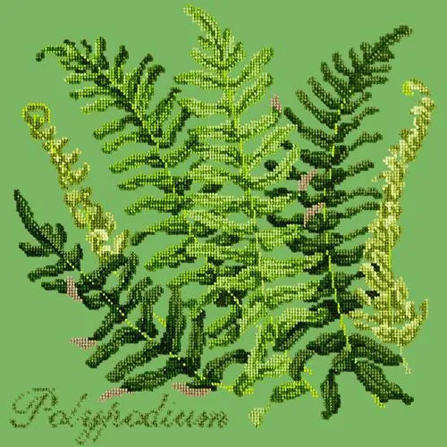 Polypodium