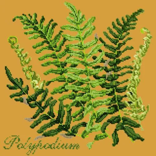 Polypodium