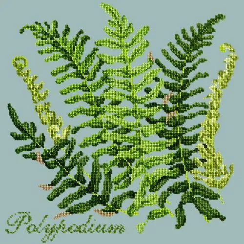 Polypodium
