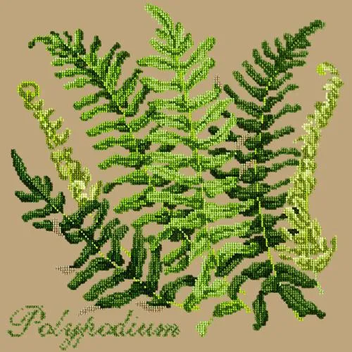 Polypodium