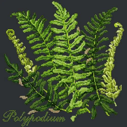 Polypodium