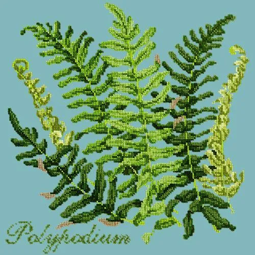 Polypodium