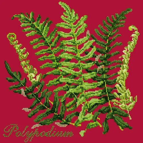 Polypodium