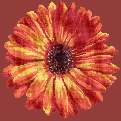Pot Marigold