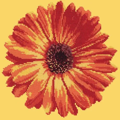 Pot Marigold