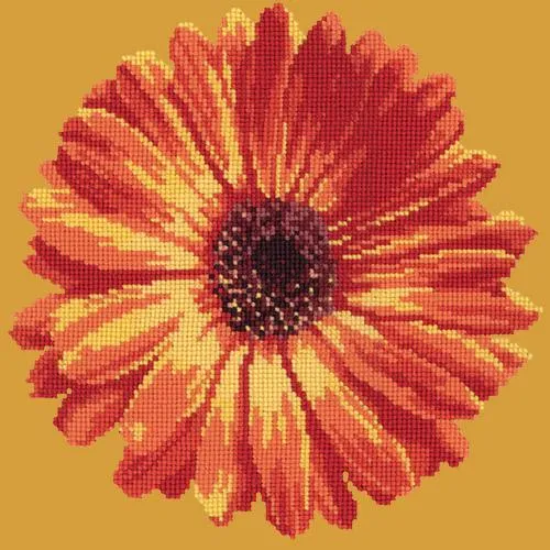 Pot Marigold