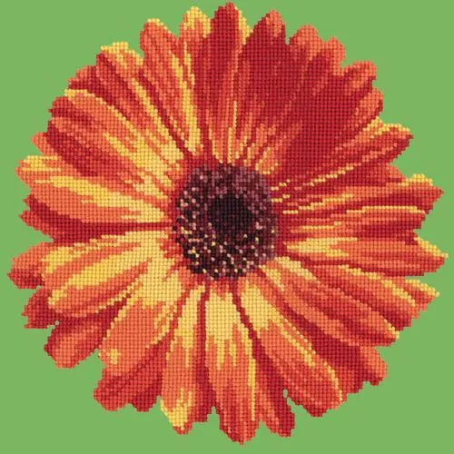 Pot Marigold