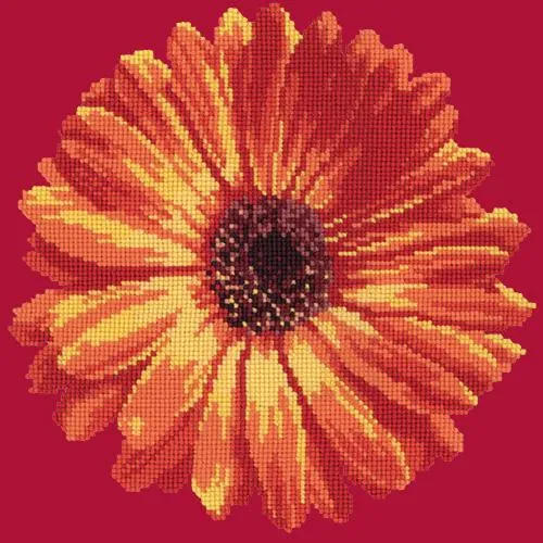 Pot Marigold