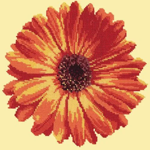 Pot Marigold