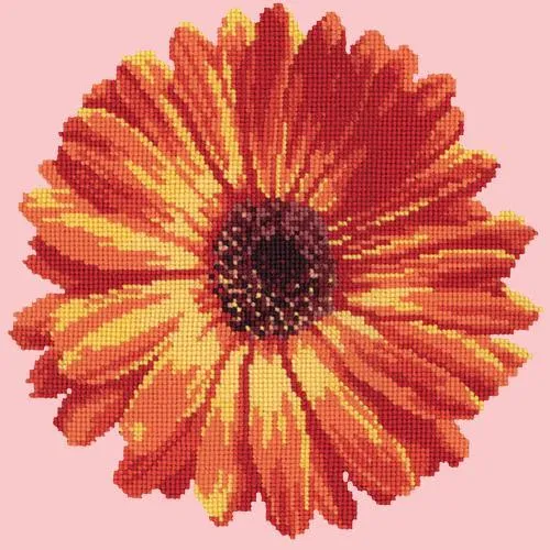 Pot Marigold