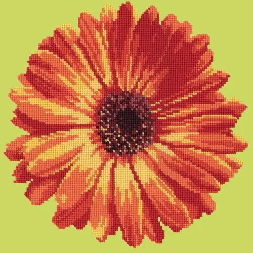 Pot Marigold