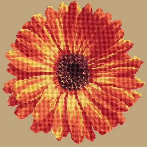 Pot Marigold