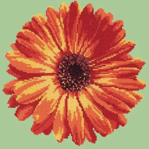Pot Marigold