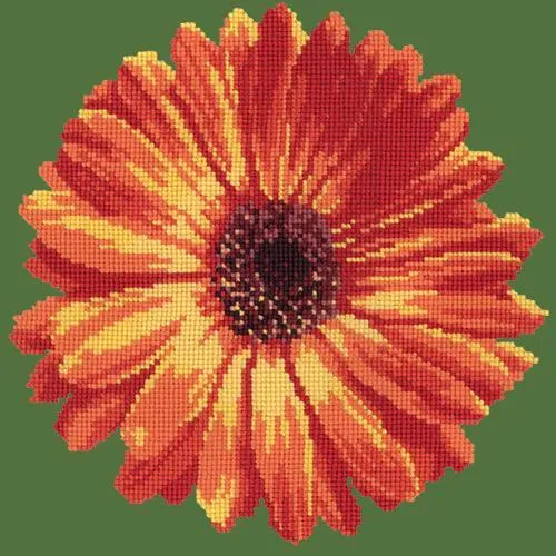Pot Marigold