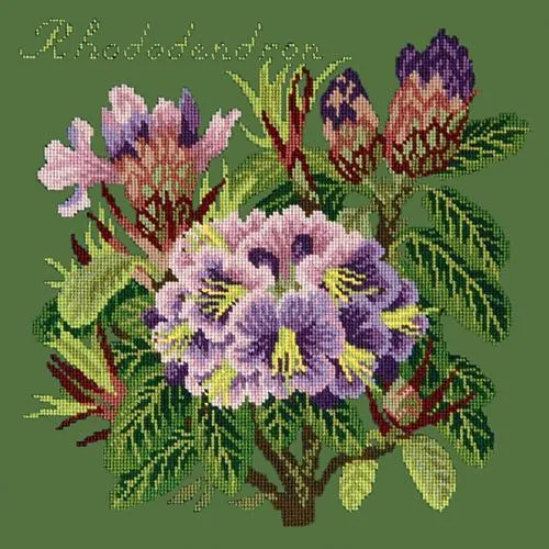Rhododendron