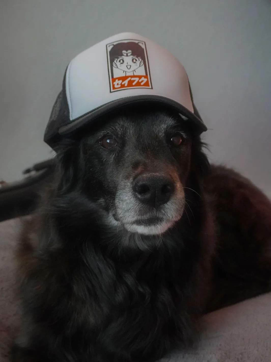 Sailor Posse Mesh Cap