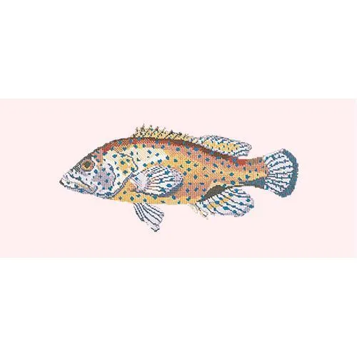 Vermilion Seabass
