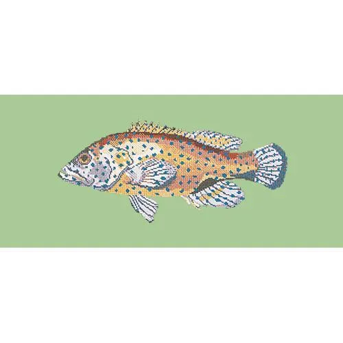 Vermilion Seabass