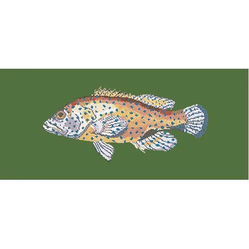 Vermilion Seabass